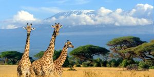 12 Days Experience  Tanzania wildlife Kilimanjaro and Culture