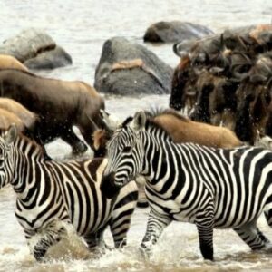 Things to consider when planning a safari to Tanzania