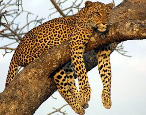 11 Day/10 Nights Tanzania Safari