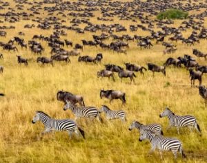 4 Days Ndutu Migration Safari