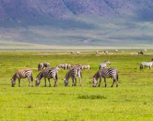 4 Days Safari in Ndutu