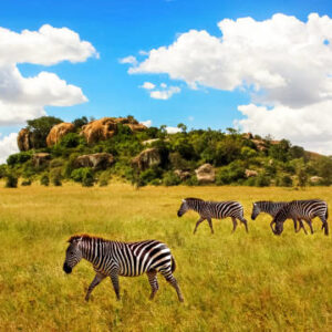When is the ‘Best’ Time to travel in the Serengeti?