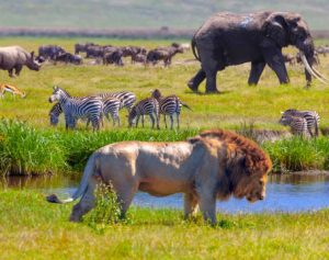 Luxury Migration Safari Packages