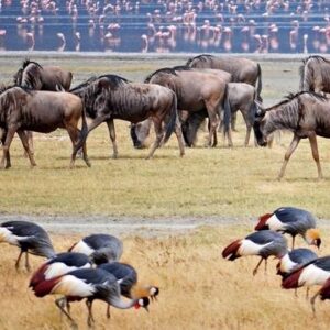 Planning a visit to Manyara National Park