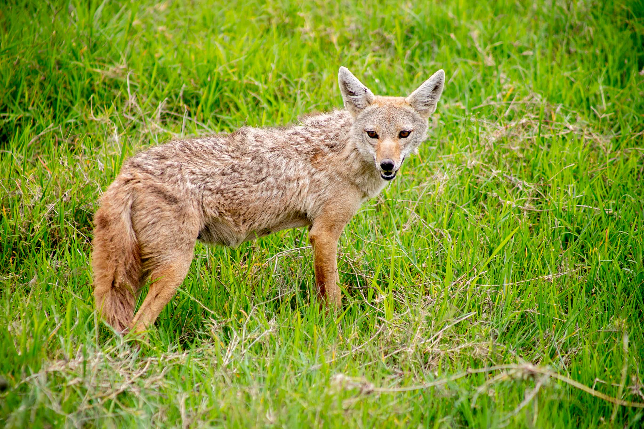 6 Days Joining Group Tarangire, Serengeti, and Ngorongoro Camping Safaris in Tanzania