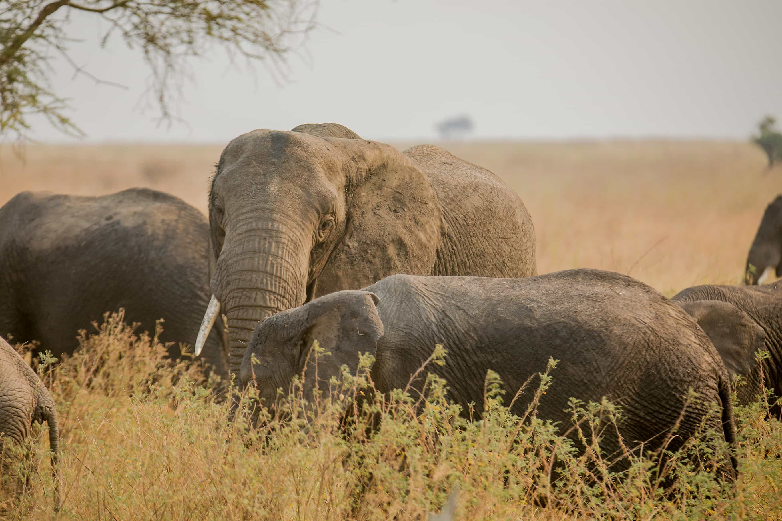 7 Days Private Mid-Range  to Serengeti Wildebeest Migration Tour