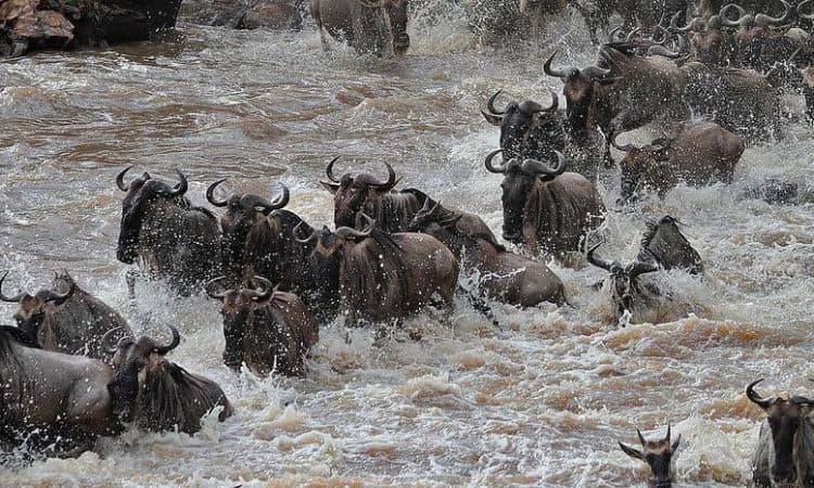 4 Days Private Mara River Crossing Migration in Serengeti