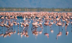 private safari tanzania-Flamingo View from Lake Natron