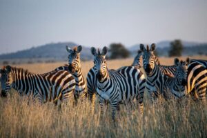 4 Days Masai Mara River Crossing