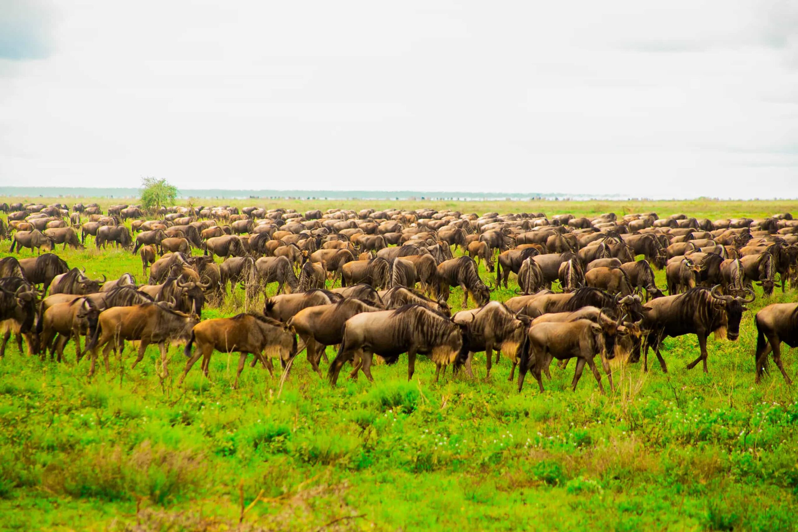 7 Days Best of Northern Circuit `Budget Safari in Tanzania