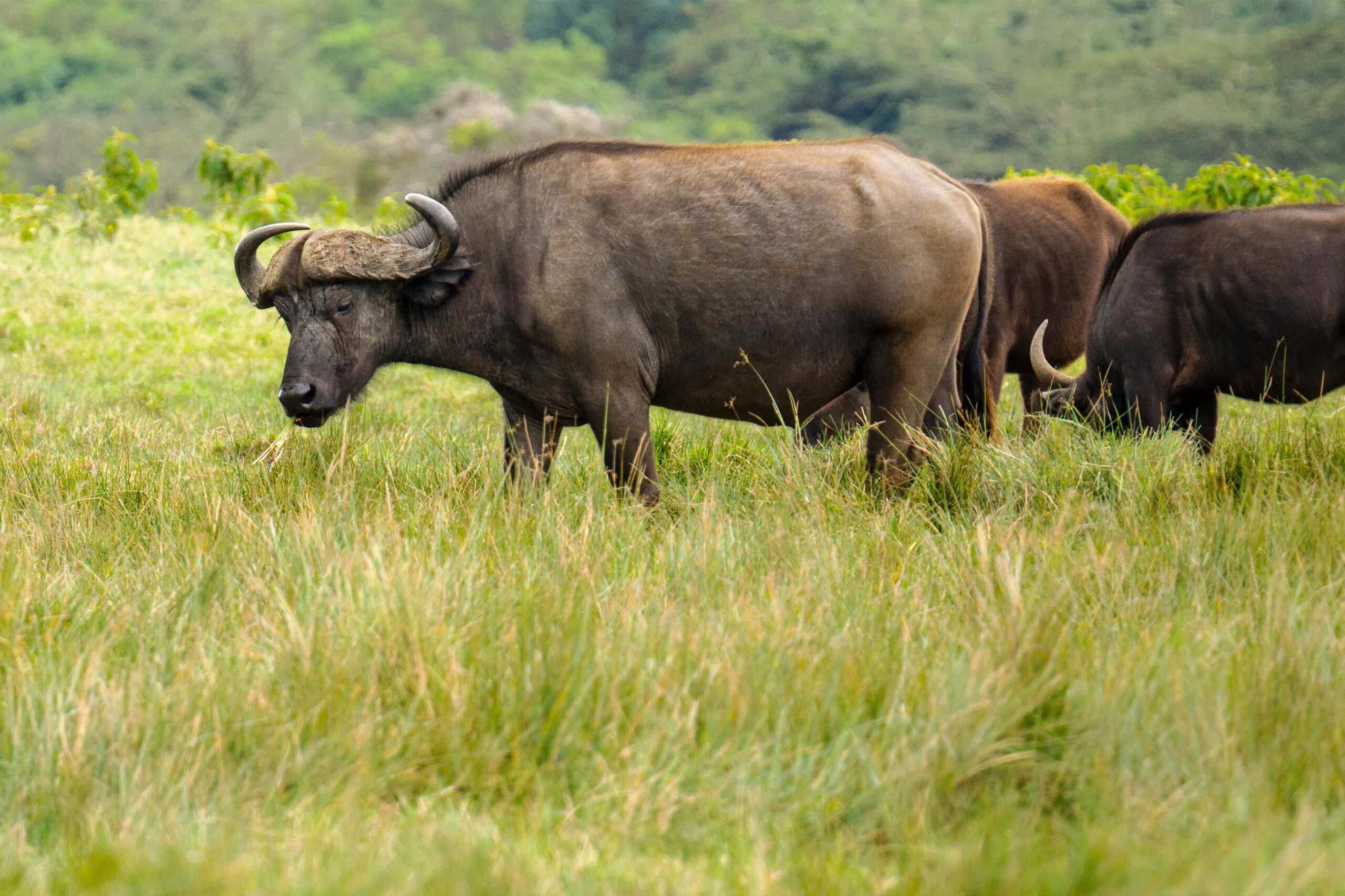 4 Days Serengeti and Ngorongoro Crater Mid-range  Lodge Tour