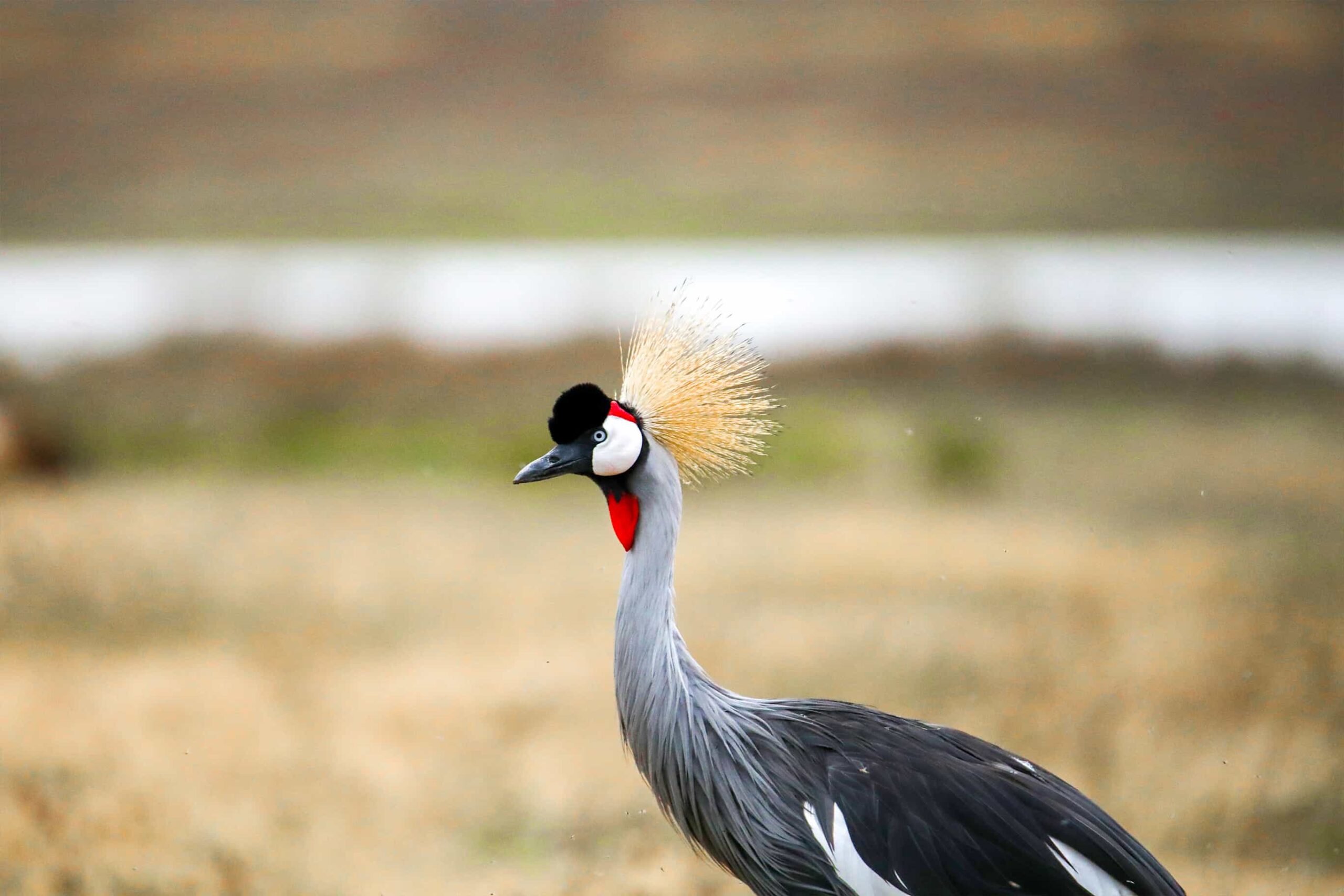 5 Days  Tarangire,Serengeti and Ngorongoro crater Mid-range Lodge safaris