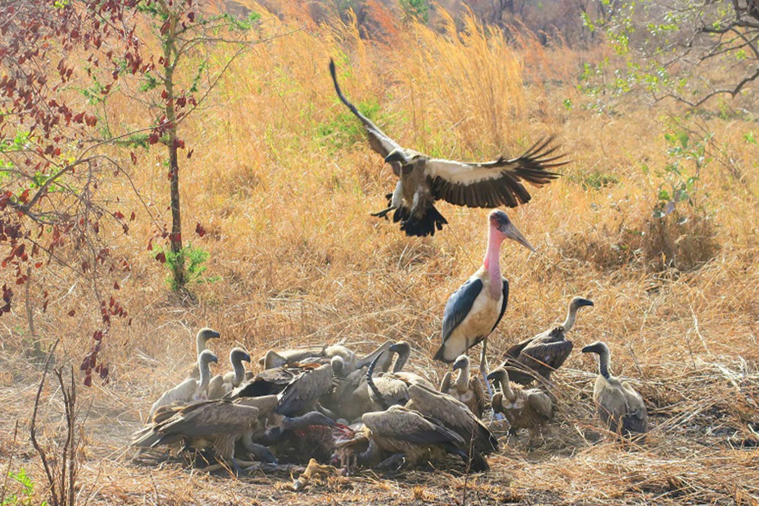 Mikumi National Park