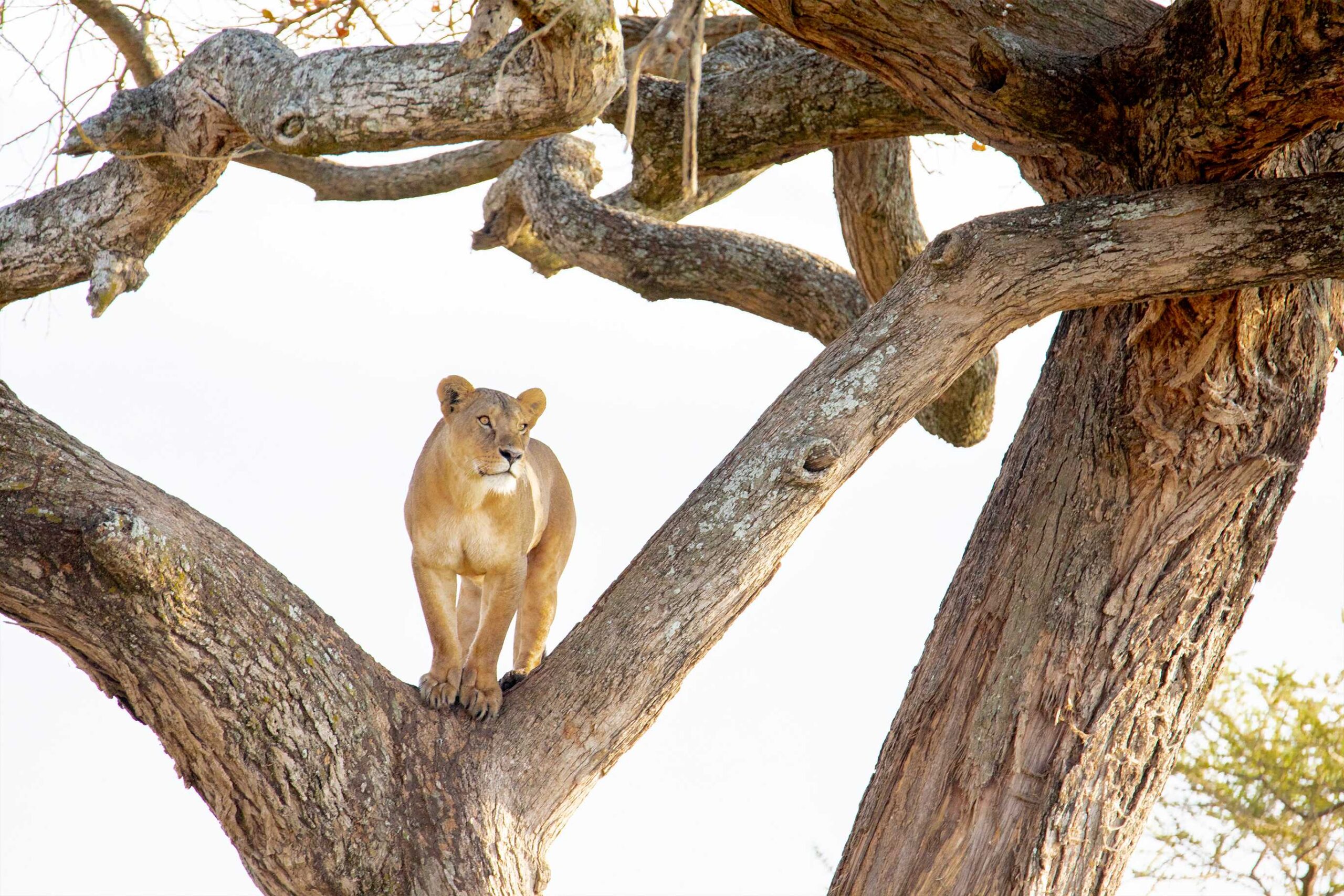 8 Days Mid-Range Serengeti Wildebeests Migration Tour