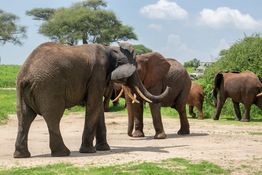 Big Five private experience