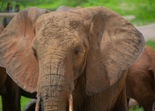 Tarangire National Park Day Tour