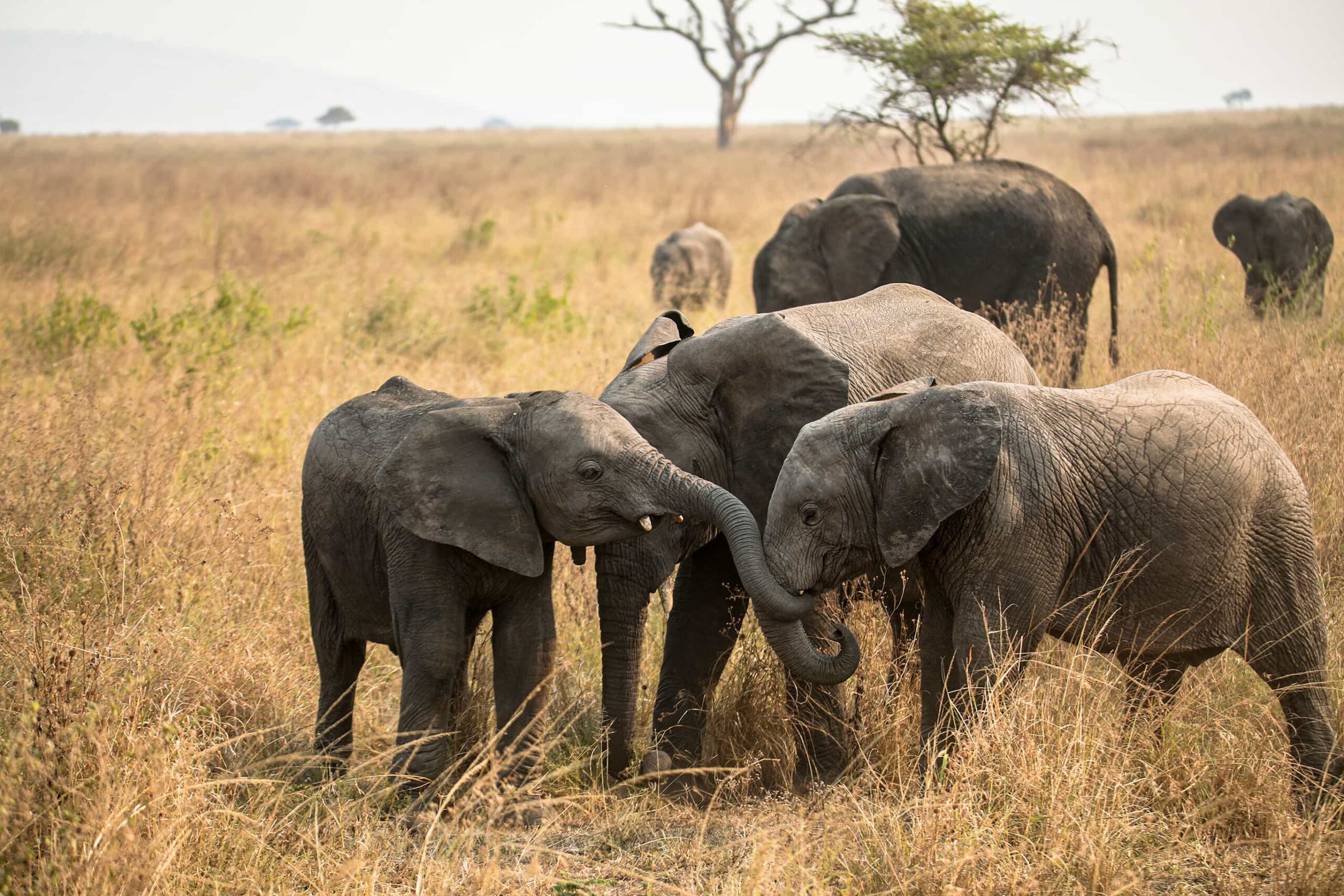 7 Days camping Tour in Tarangire, Serengeti, Ngorongoro Crater Tanzania