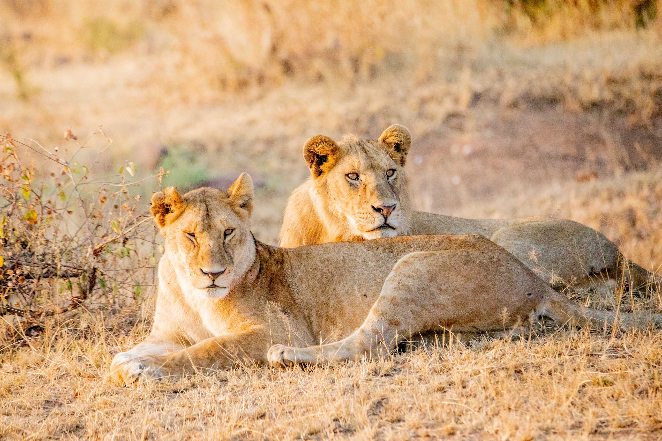 4 Days Mid-range Lodge Safari Tarangire, Ngorongoro Crater and Lake Manyara