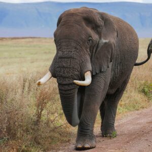 How To Travel on a Budget in Tanzania