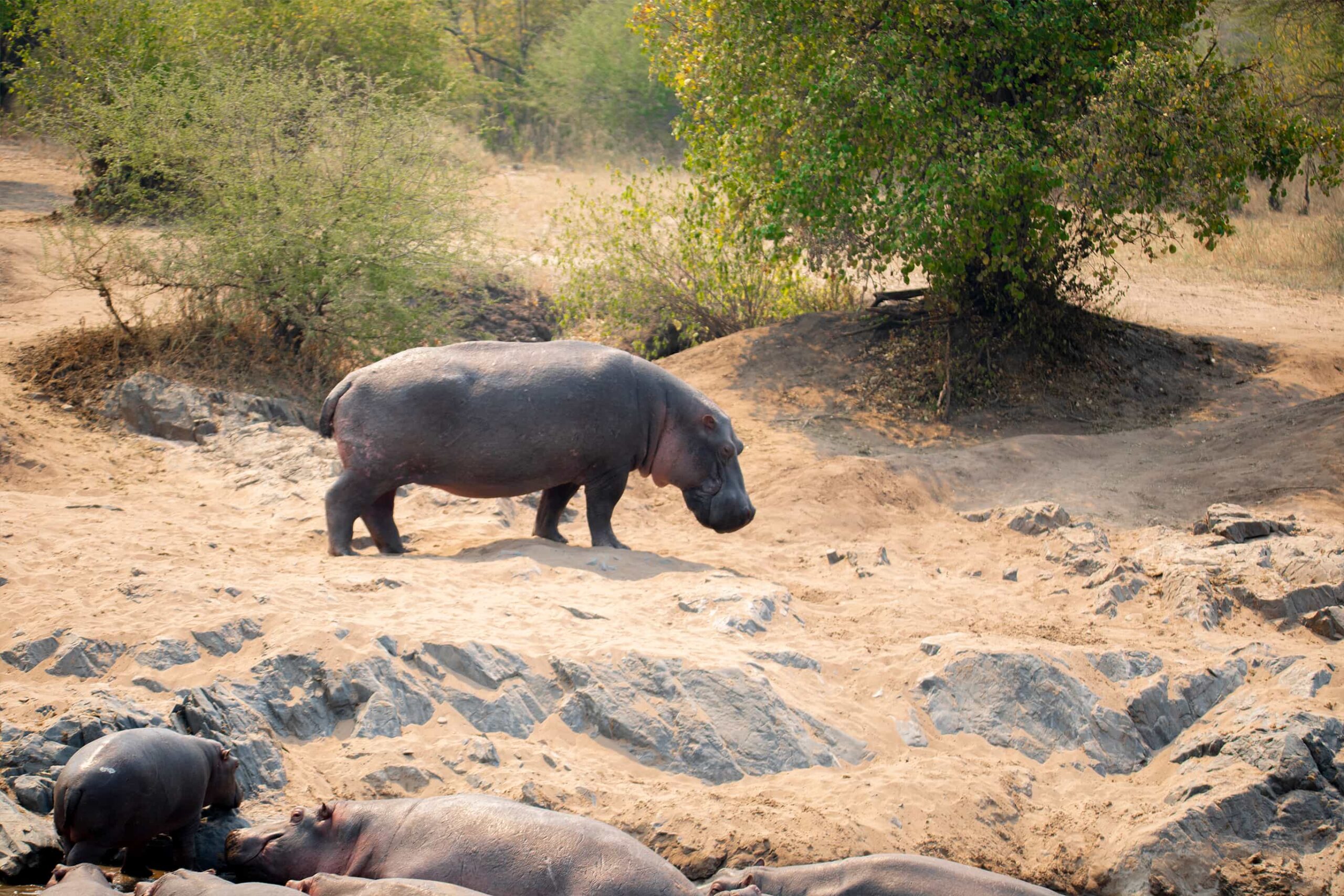 7 Days Group Safari to Serengeti Wildebeest Migration