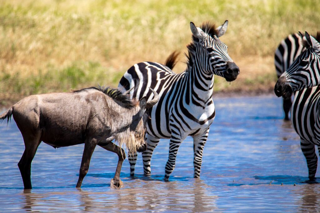 6 Days Wildebeest Migration