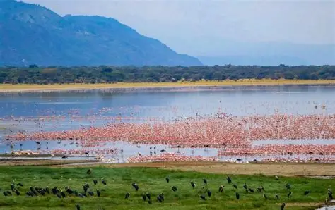 Lake Manyara Day Tour