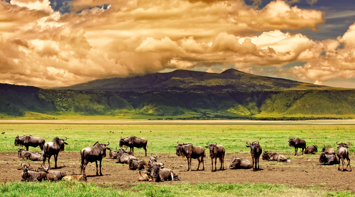 Ngorongoro Crater Private Day Tour