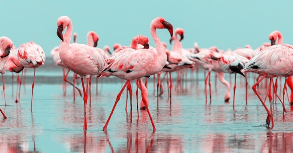 flamingos