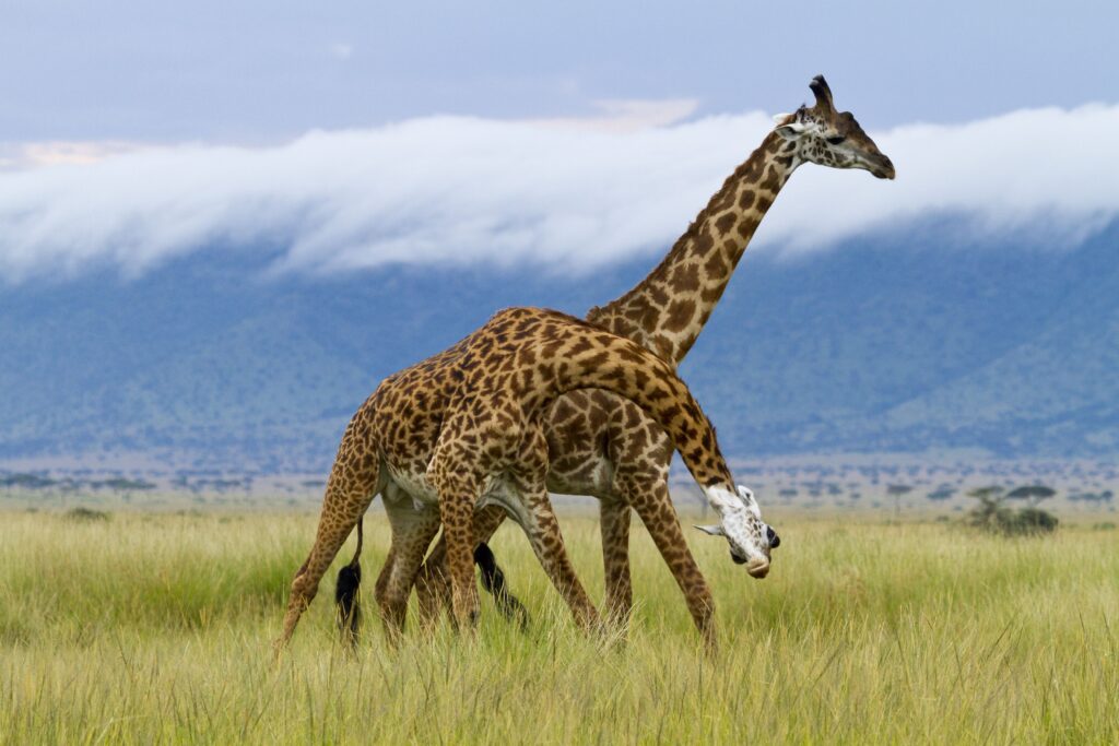 masai giraffes giraffa cameleopardalis tippelskirchi two males fighting masai mara kenya 758376945 5a03190b9e9427003c539118