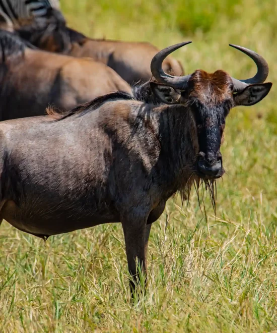 Explore Tanzania Wildlife Adventures: Serengeti and Ngorongoro Crater Unveiled