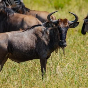 Explore Tanzania Wildlife Adventures: Serengeti and Ngorongoro Crater Unveiled
