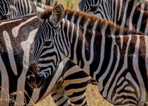 5 Day Joining Group Camping Safaris : Tarangire,Serengeti and  Ngorongoro Crater