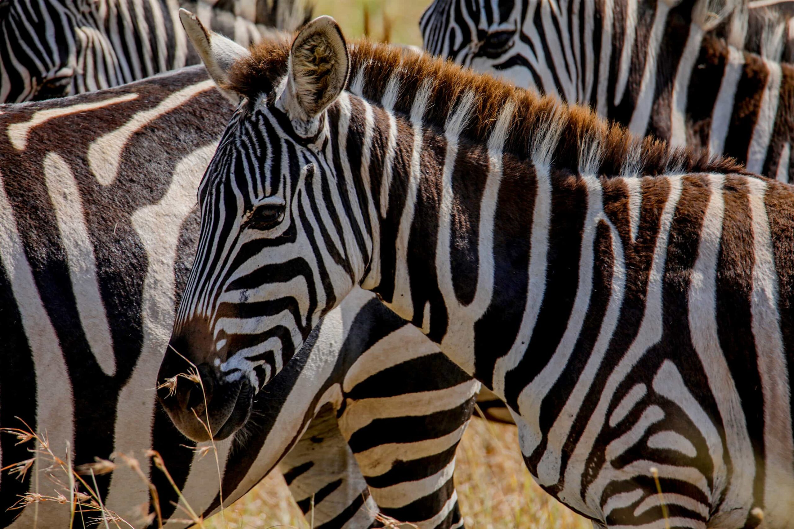 5 Day Joining Group Camping Safaris : Tarangire,Serengeti and  Ngorongoro Crater