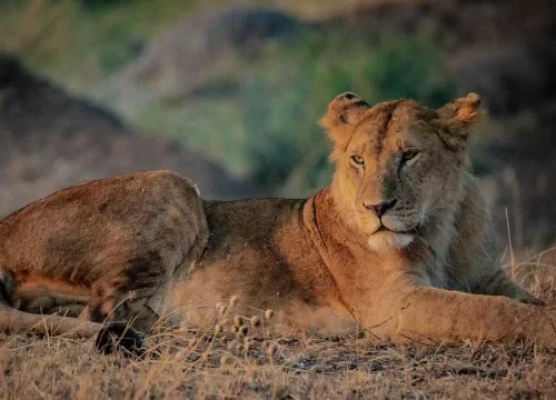 Budget Camping Safaris in Tanzania