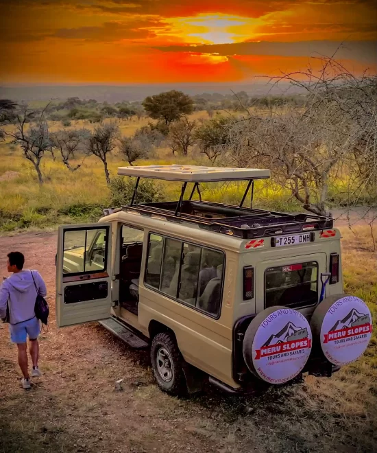 Evening Safari in Tanzania: Wildlife Awaits at Sunset.