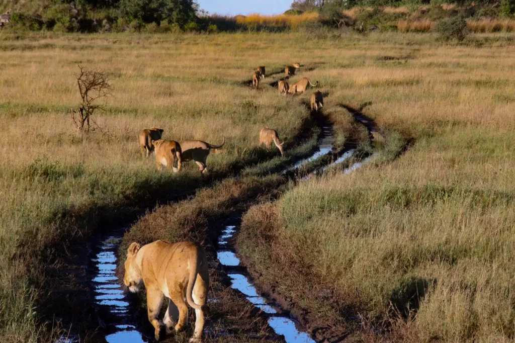 Tanzania Wildlife Adventures