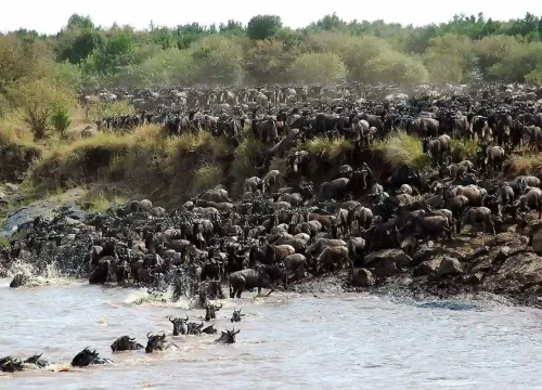 The Best Time to Witness the Great Migration in Tanzania