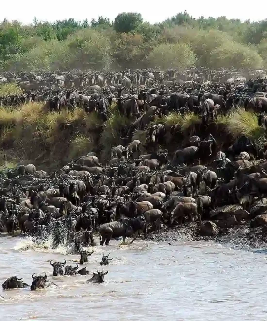The Best Time to Witness the Great Migration in Tanzania