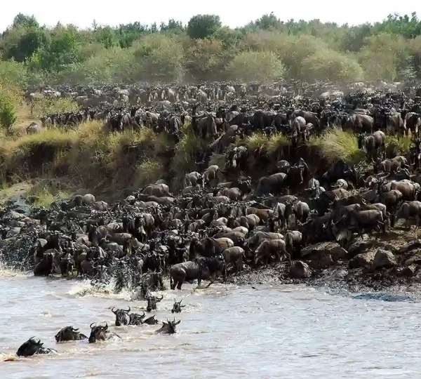 Great Migration