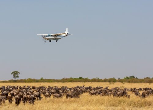 Why Fly-in Safaris Are the Best Choice for Luxury Travelers