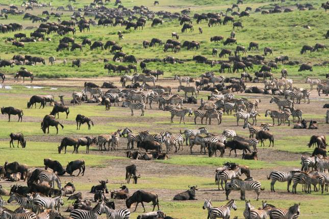 Great Migration Tours