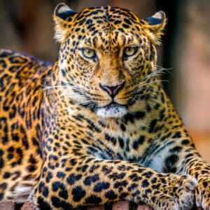 Discover Tanzania’s Magnificent Big Five: A Safari Dream Come True