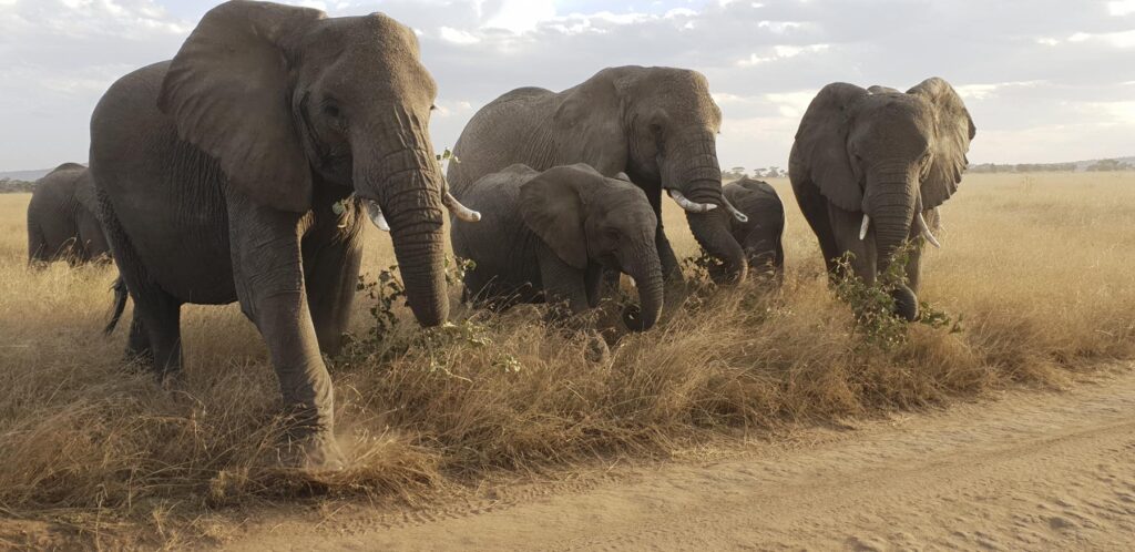 Tanzania Tours