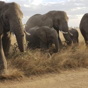 Tanzania Safari Cost Guide