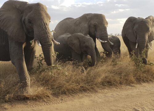 Tanzania Safari Cost Guide