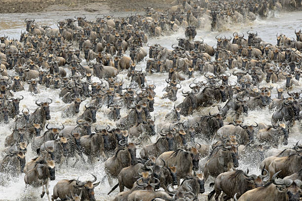 Exclusive Wildebeest Migration Tours