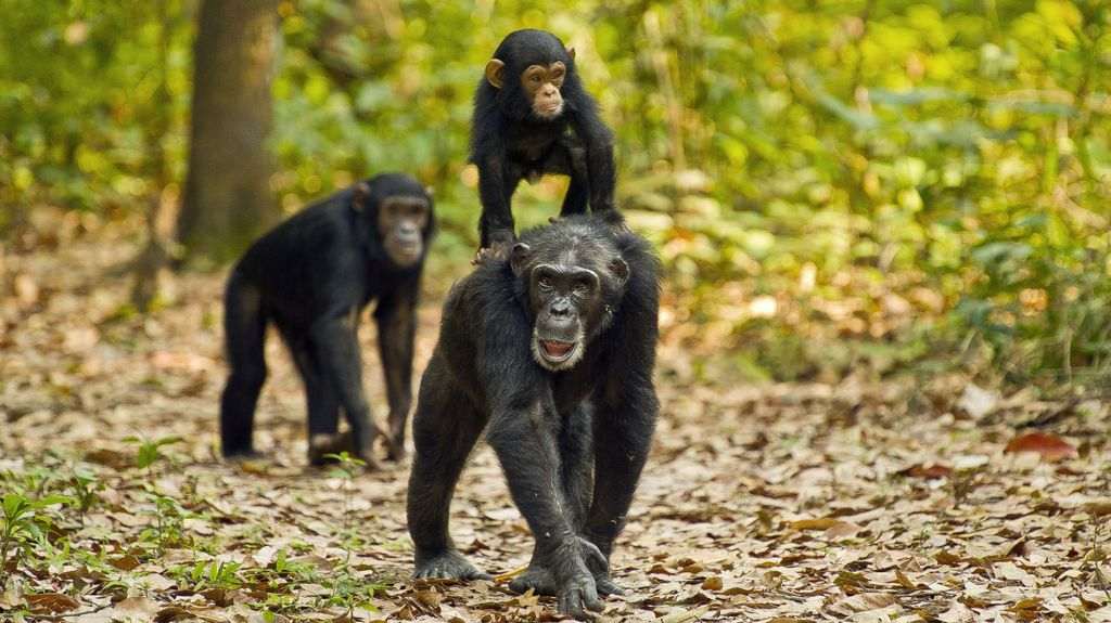 Gombe chimpanzee trekking safari