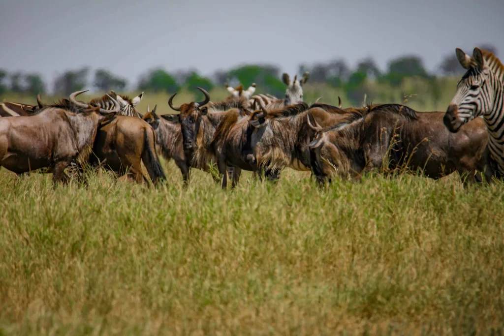 Tanzania safari deals