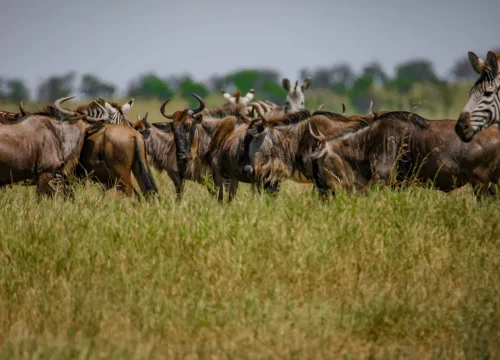 Why Serengeti is the Crown Jewel of Tanzania Safaris
