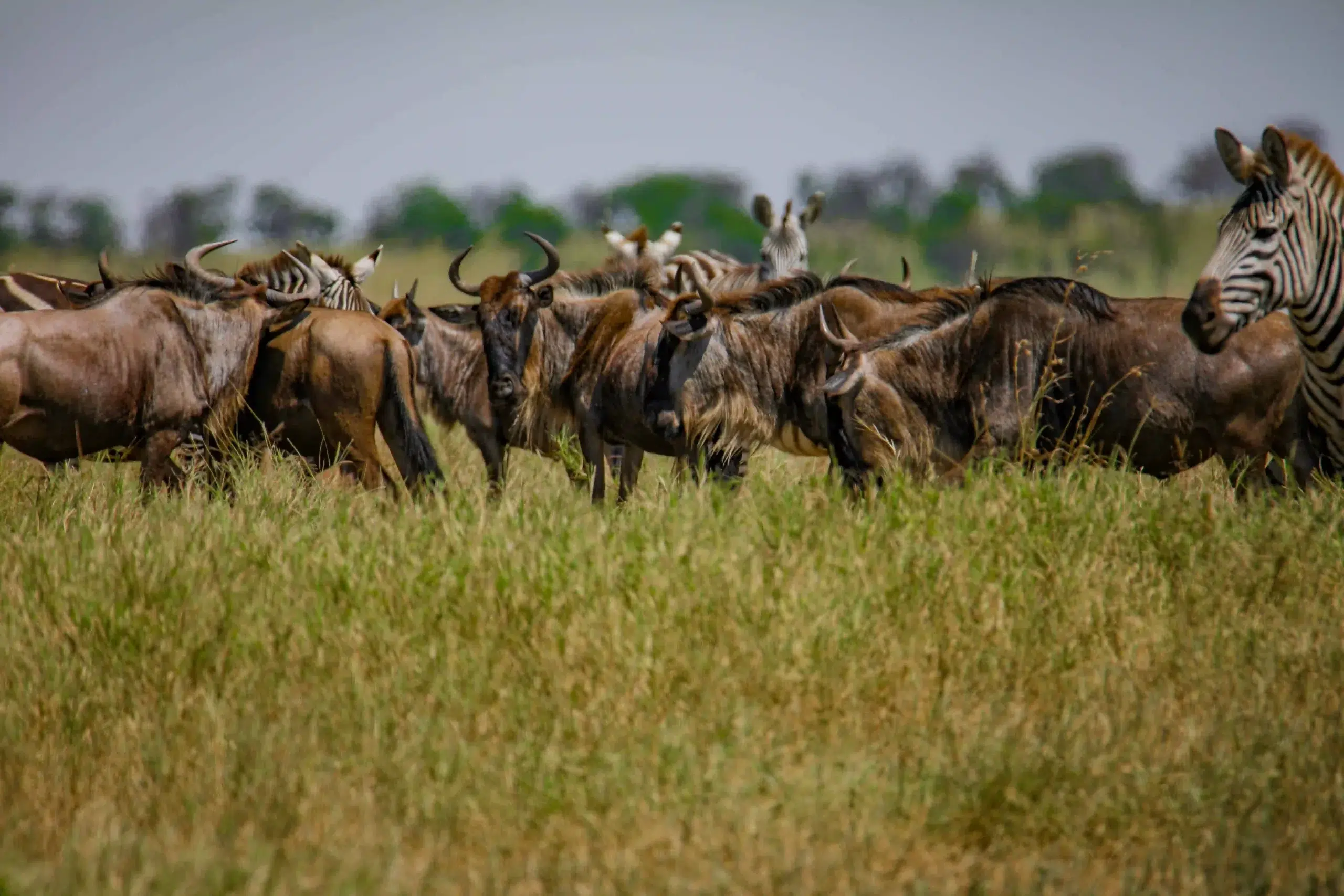 Tanzania safari deals